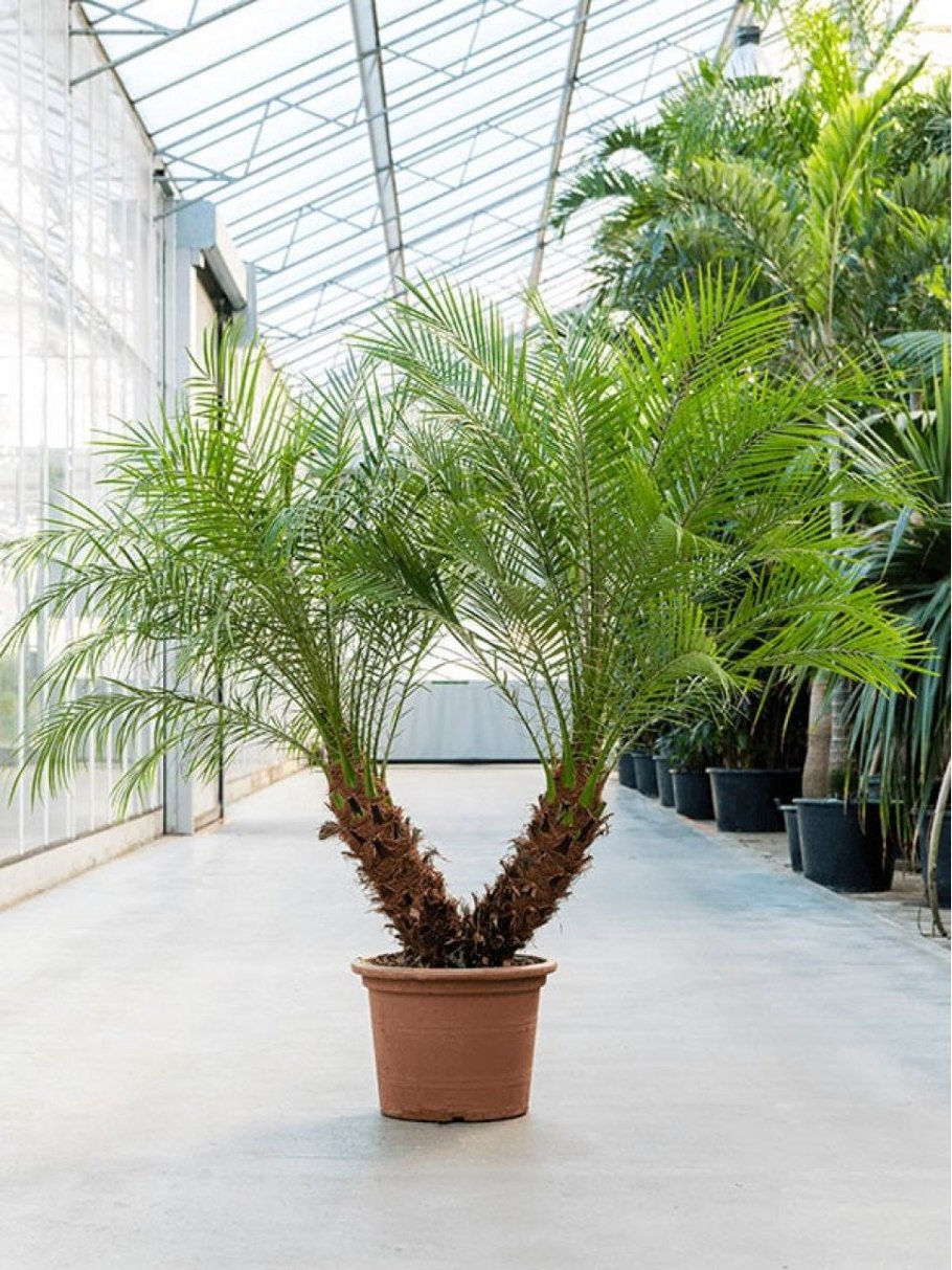 Финиковая Пальма робелини