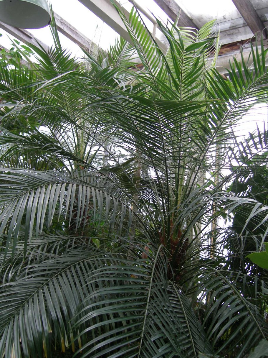 Финик робелини