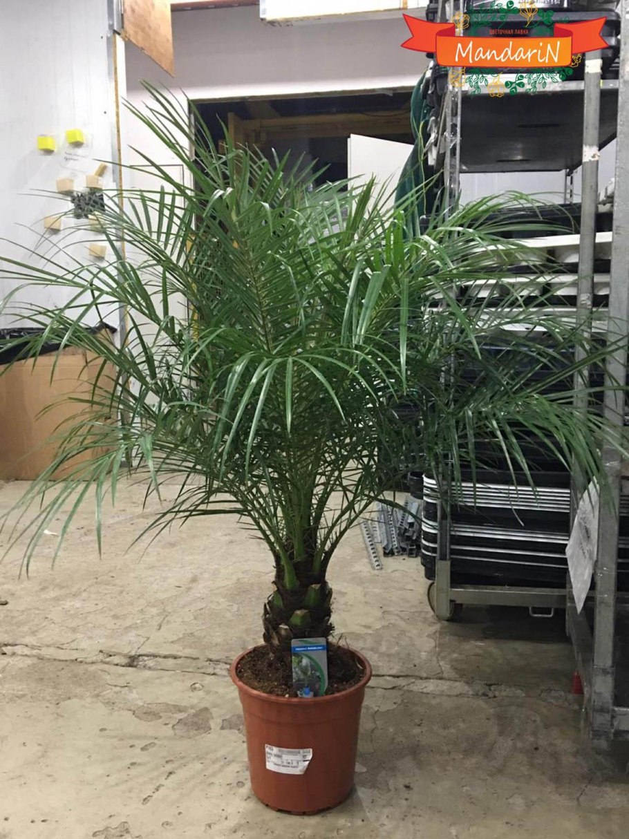 Финик робелини