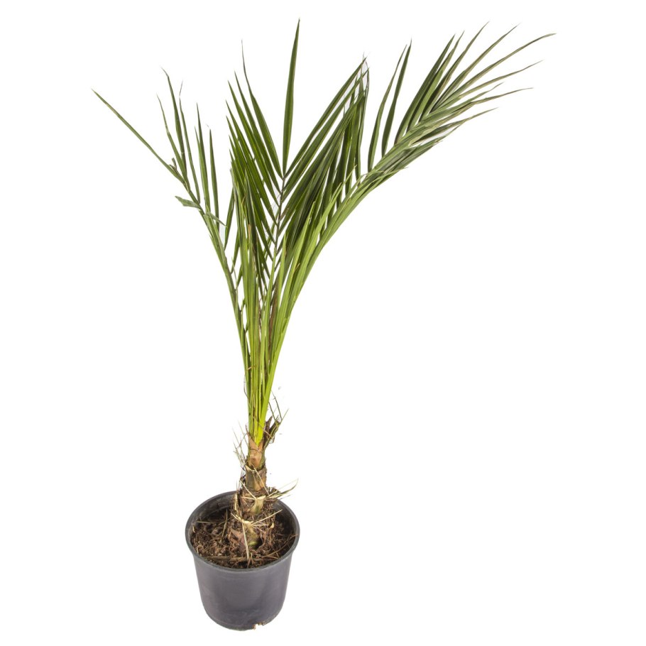 Финик Канарский Луксор Леруа Мерлен