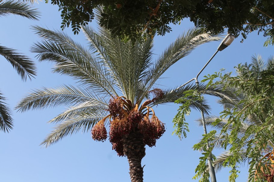 Финиковая Пальма Робелена