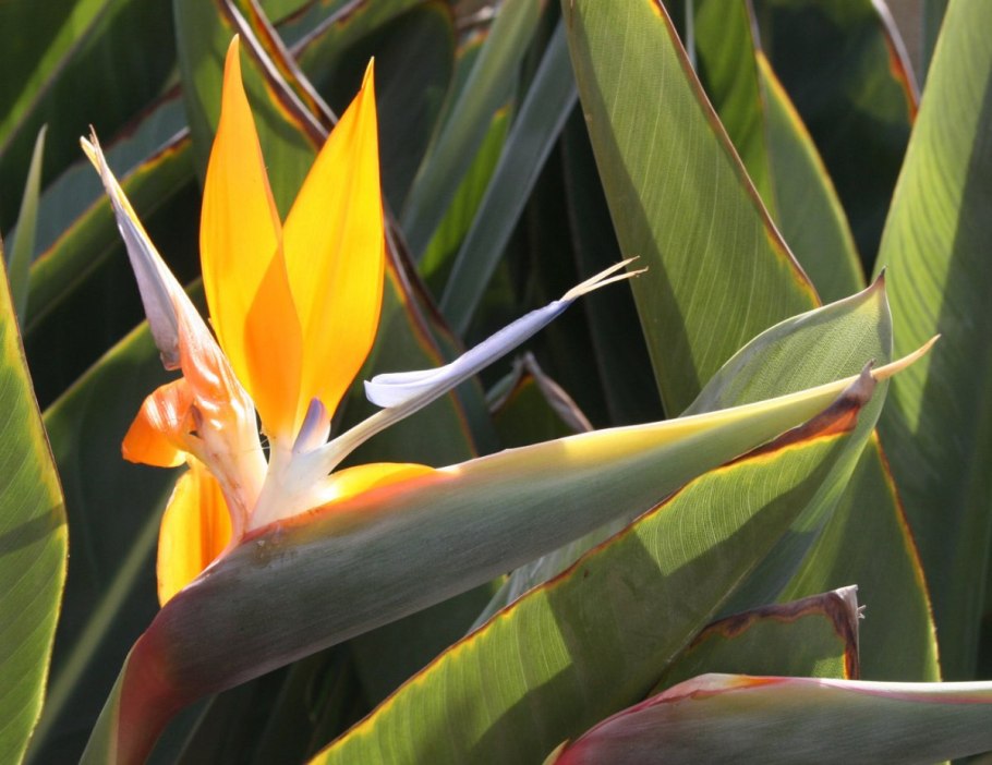 Стрелиция Регина