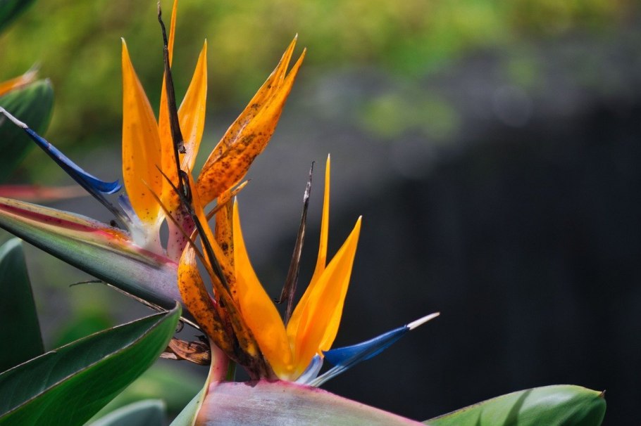 Стрелиция Реджина