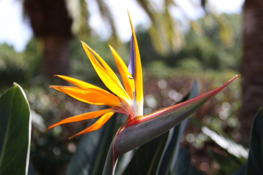 Strelitzia Reginae Стрелиция Королевская