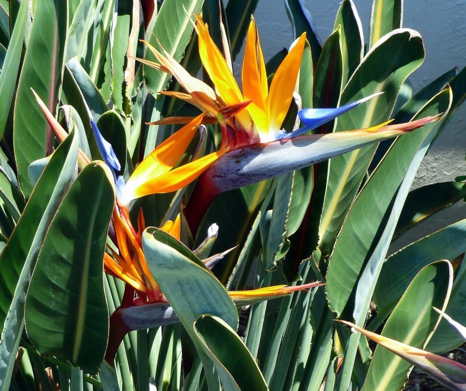 Strelitzia juncea