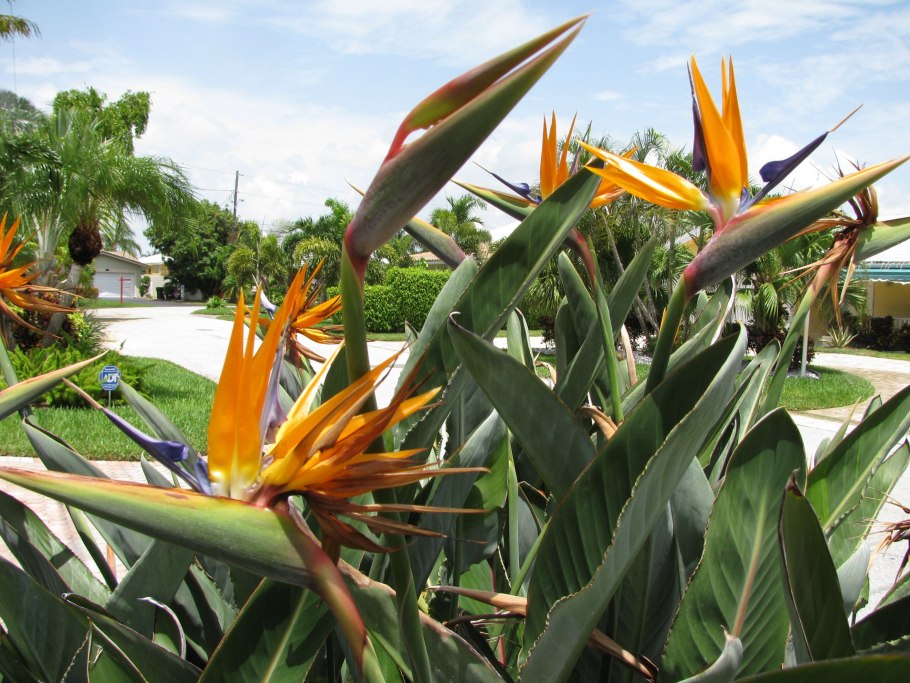 Стрелиция поле