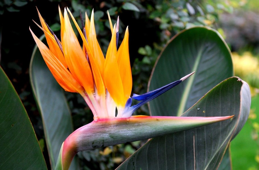 Strelitzia juncea