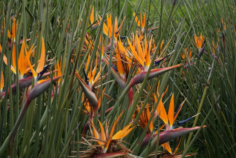 Стрелиция тростниковая (Strelitzia juncea)