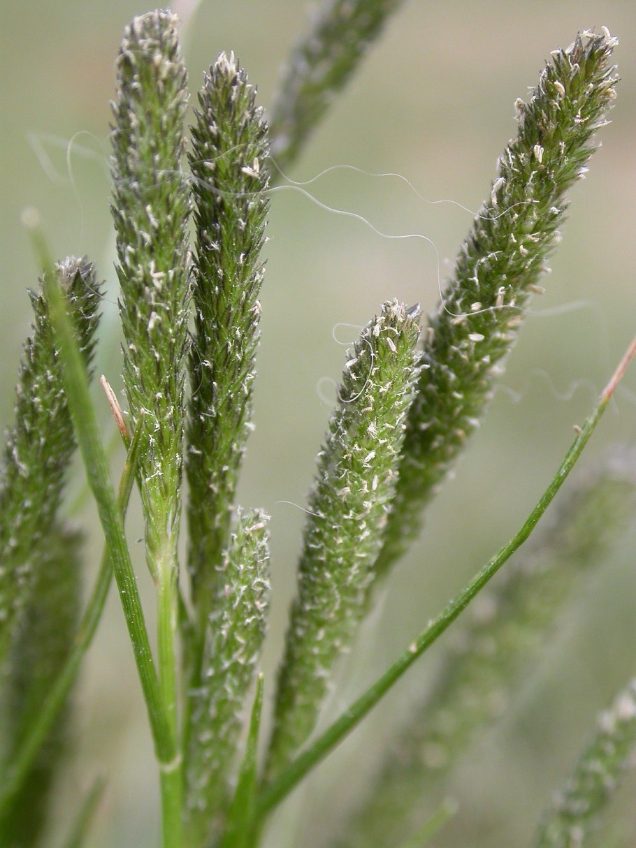 Crypsis schoenoides