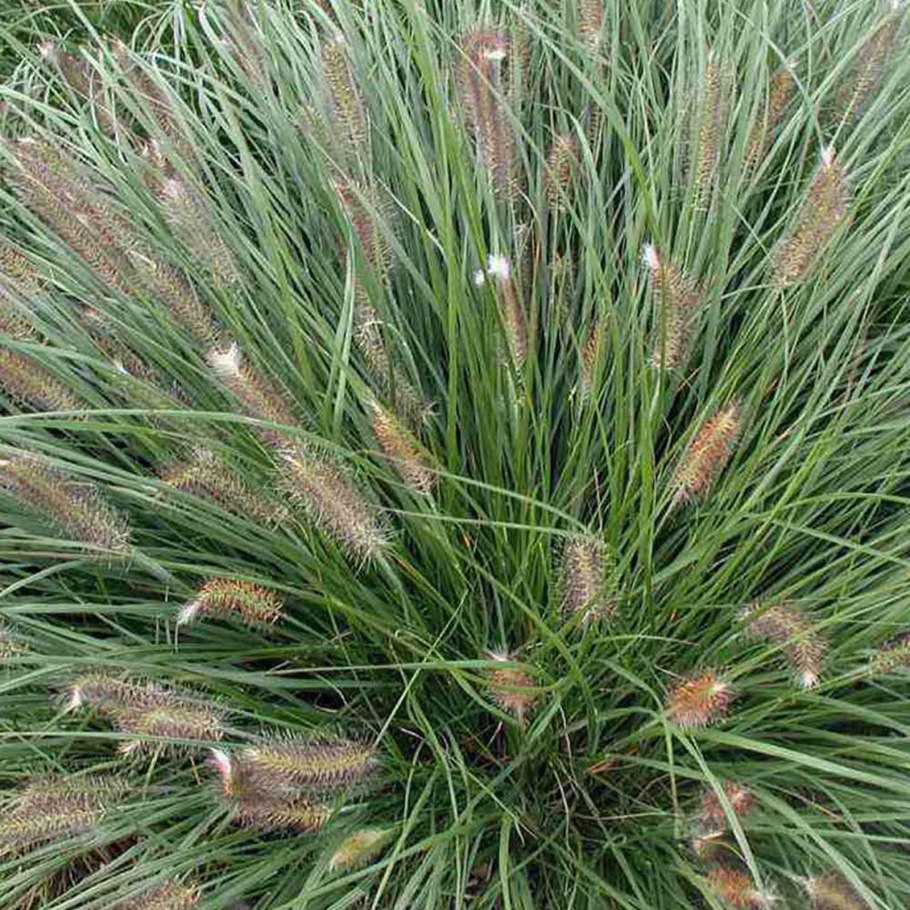 Пеннисетум лисохвостовый Pennisetum