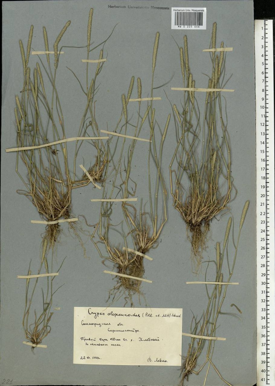 Crypsis alopecuroides
