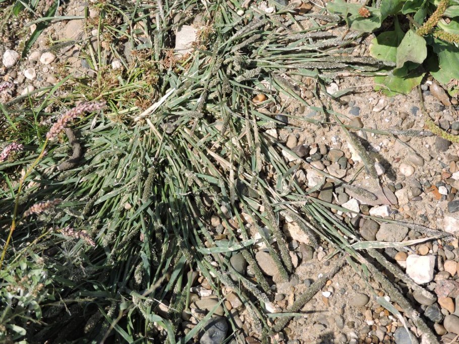 Sporobolus alopecuroides
