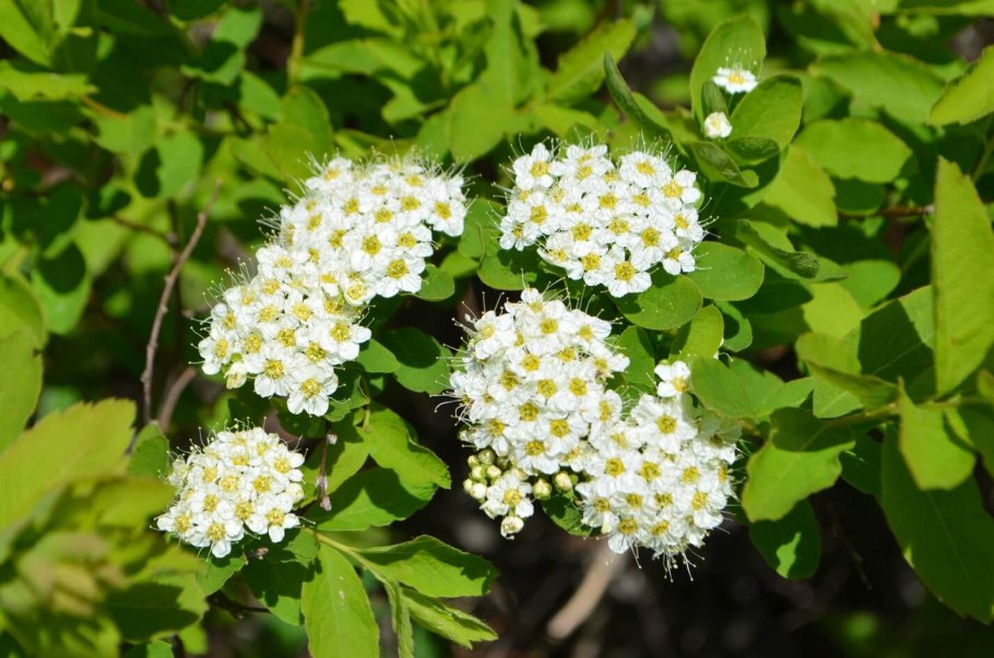 Спирея средняя - Spiraea Media