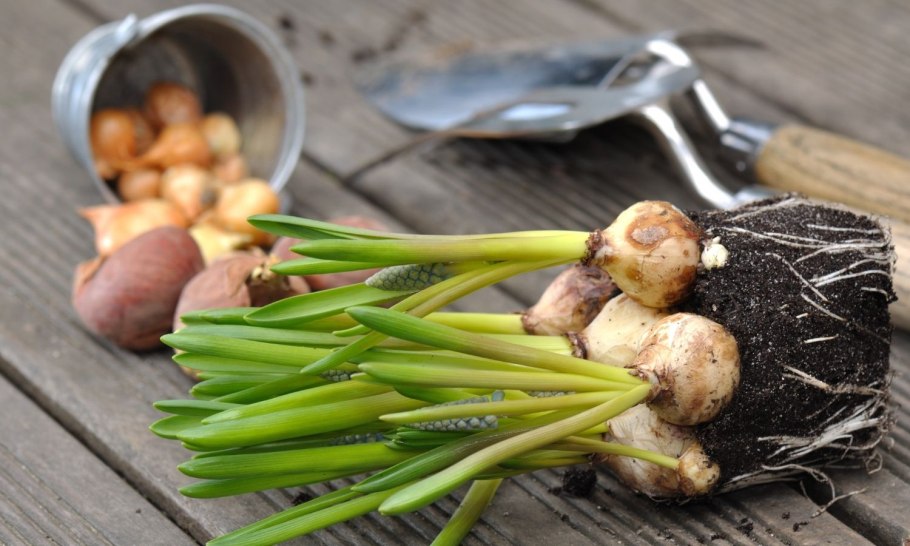 Сушка луковиц в подвешенном состоянии