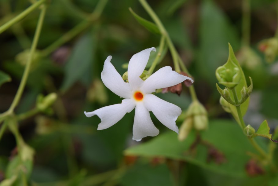 Nyctanthes Никтантес