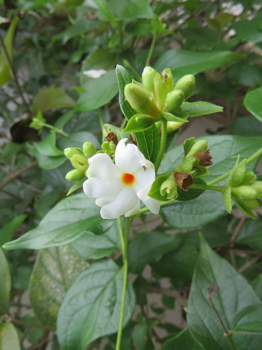 Nyctanthes Arbor-tristis