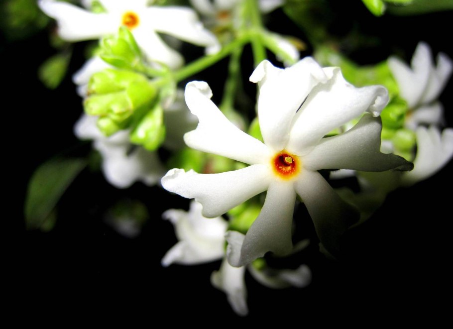 Париджата (ночной Жасмин)..