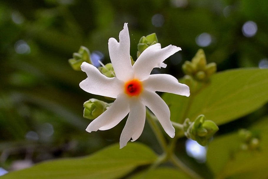 Nyctanthes Arbor-tristis