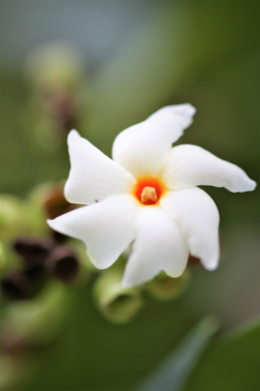 Купить цветок жасмина китайский из ткани