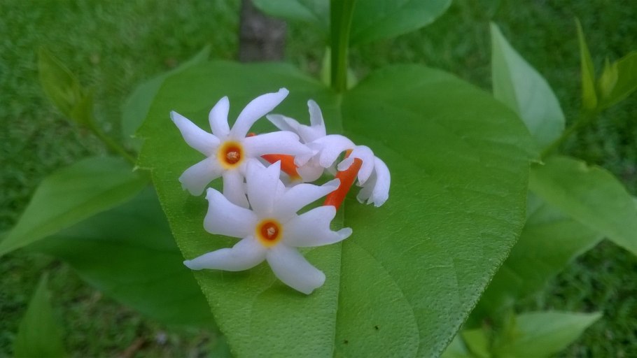 Nyctanthes Arbor-tristis variegata