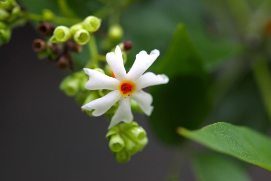 Цветок Жасмин по английски