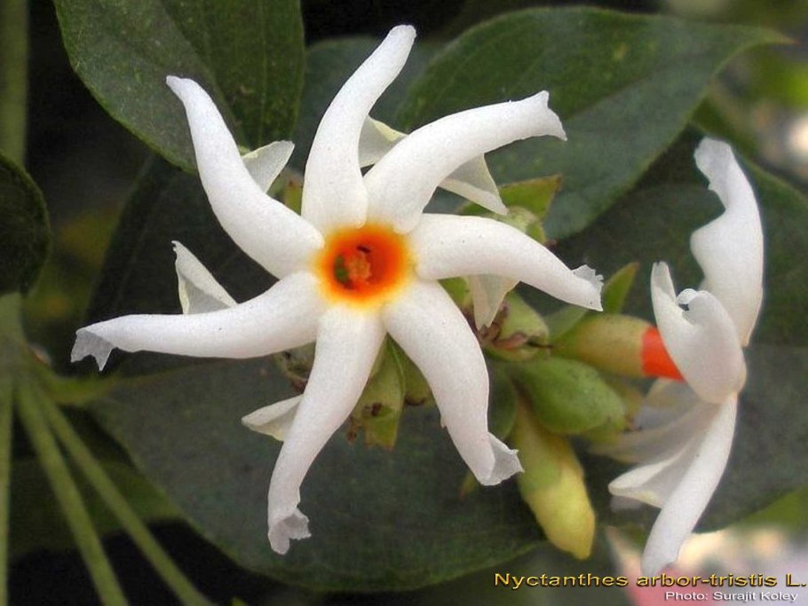 Nyctanthes Arbor-tristis