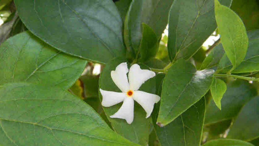 Дерево Париджата КИНТУР