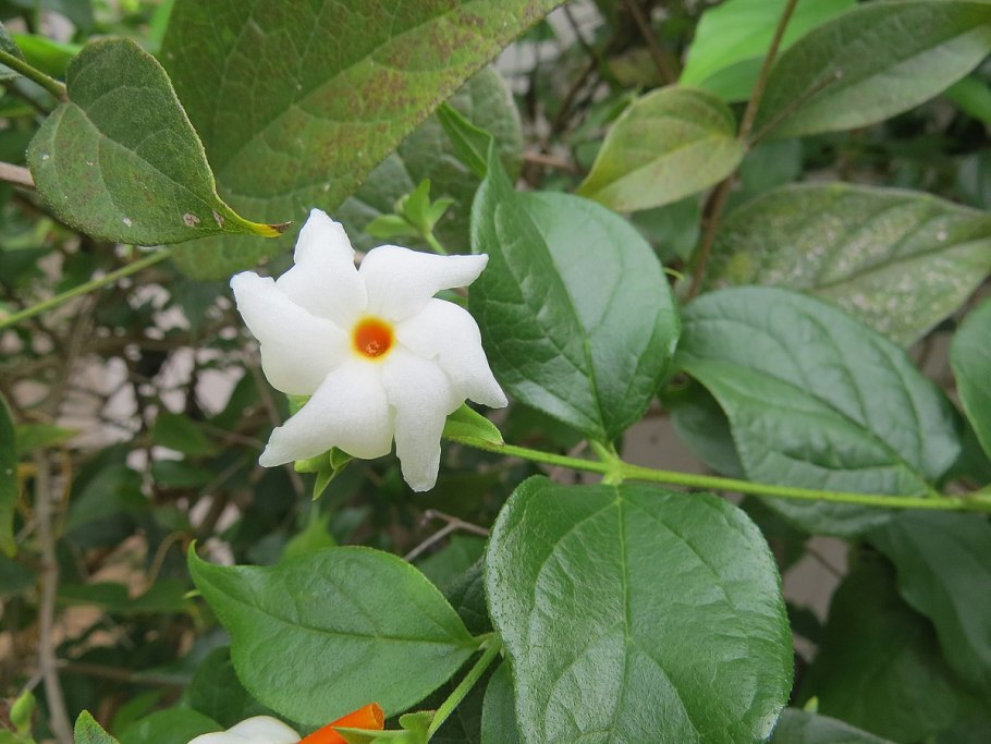 Париджата (ночной Жасмин)..