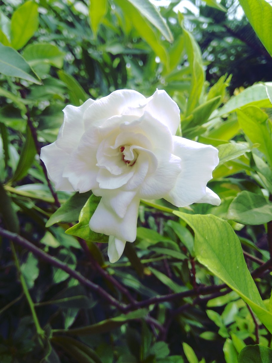 Никтантес вариегатный цветок.