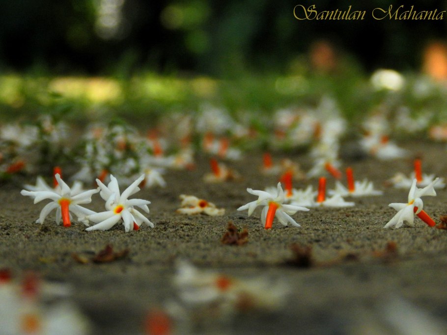 Жасмин цветок Тайланд