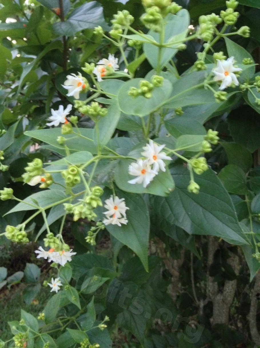 Nyctanthes Arbor-tristis