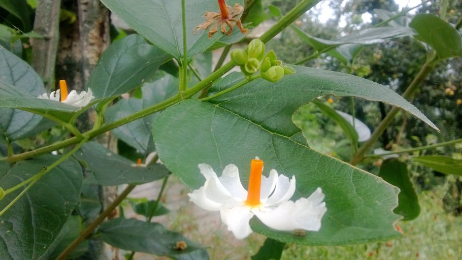 Nyctanthes Никтантес