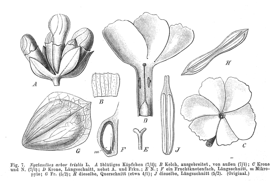 Шефали цветок