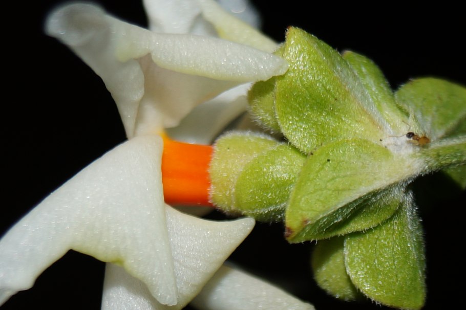 Париджат семена дерева