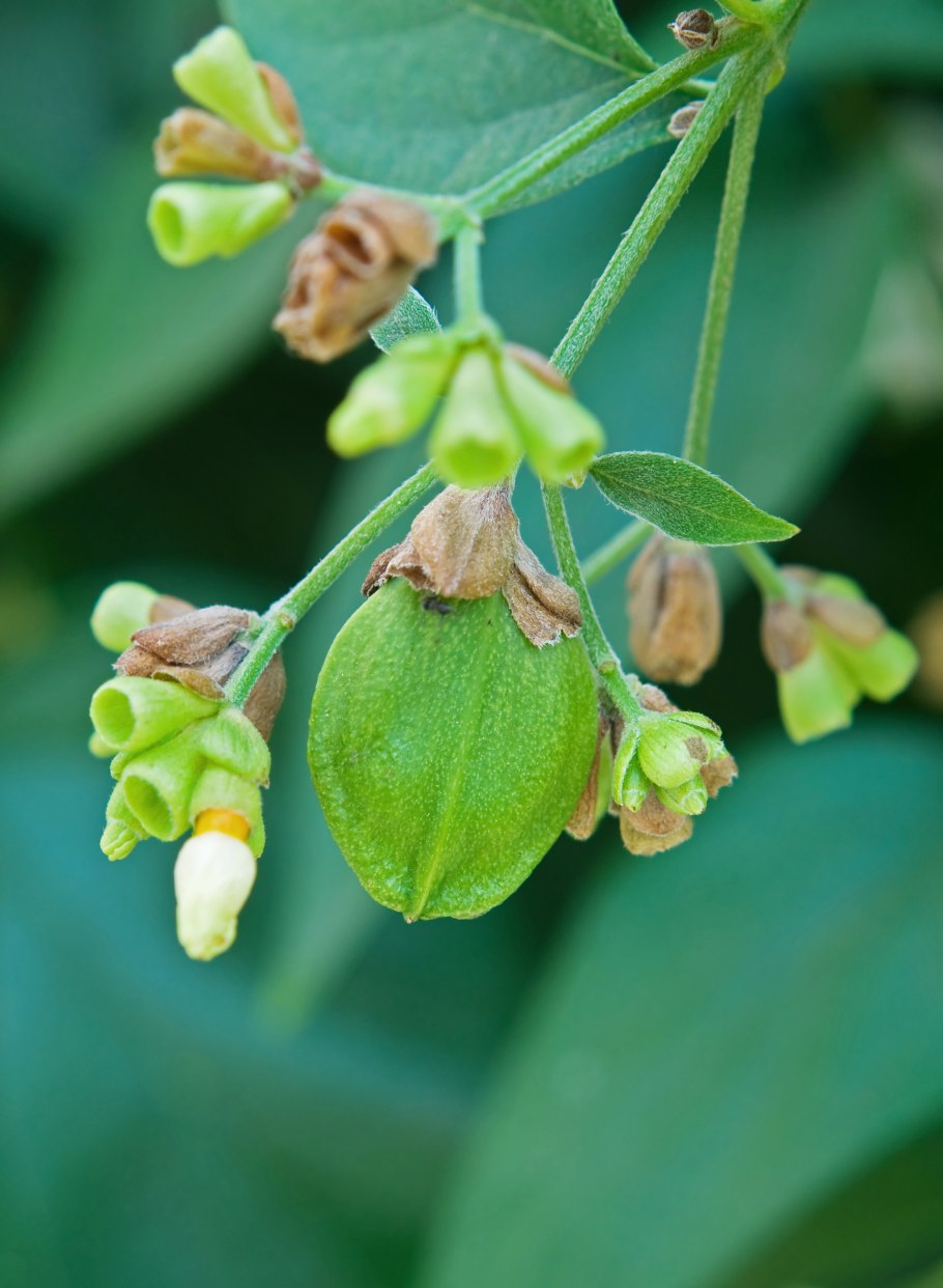 Ботаника корица