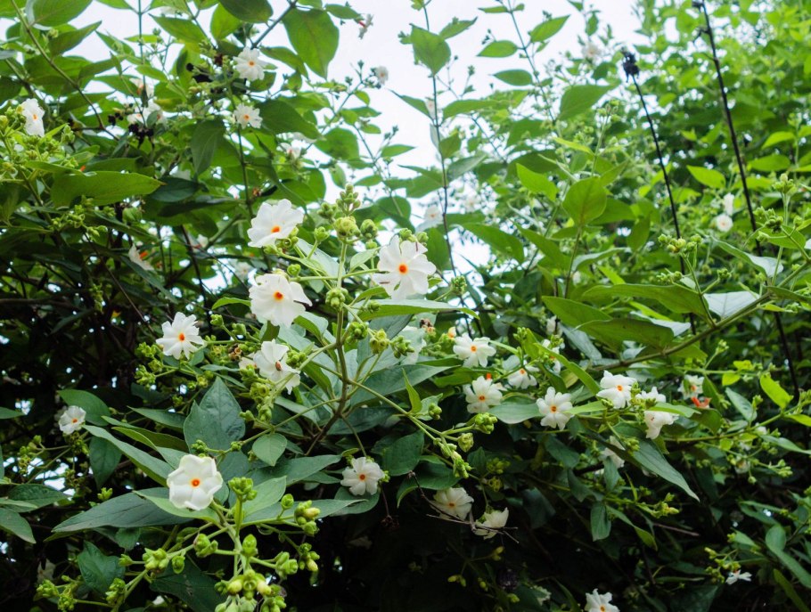 Париджата дерево