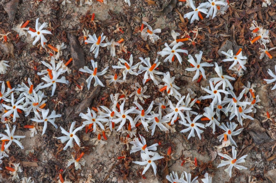 Nyctanthes Никтантес