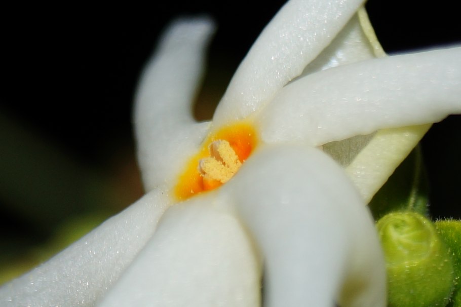 Nyctanthes Flower Photography