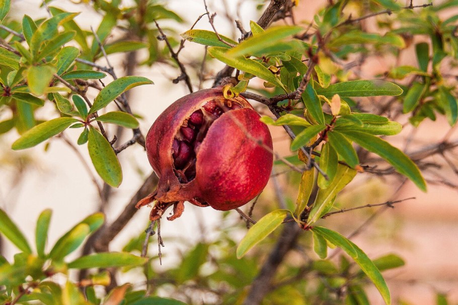 Гранат Карфаген бонсай