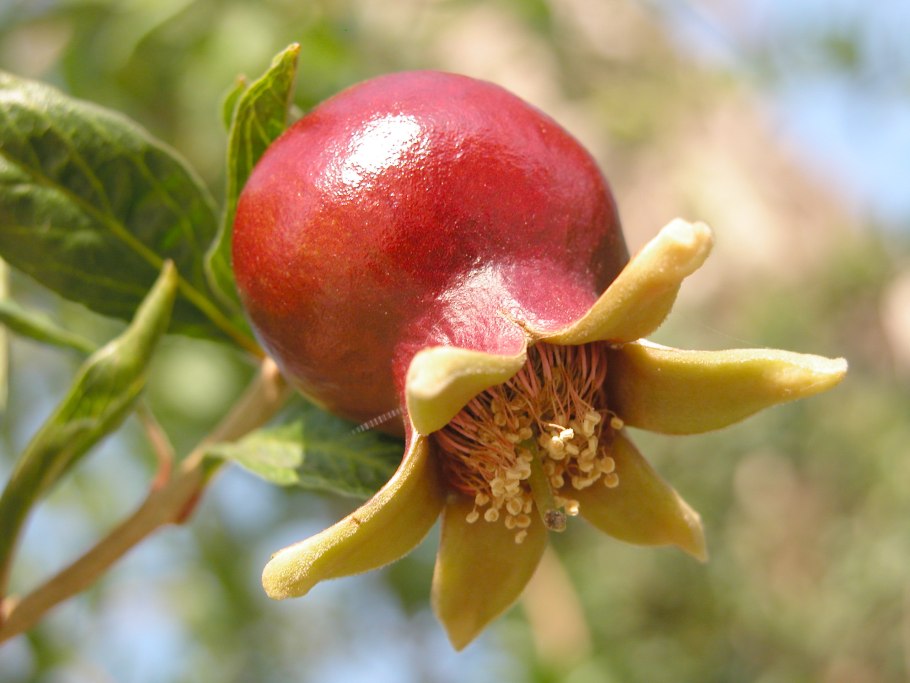 Карликовый гранат бейби
