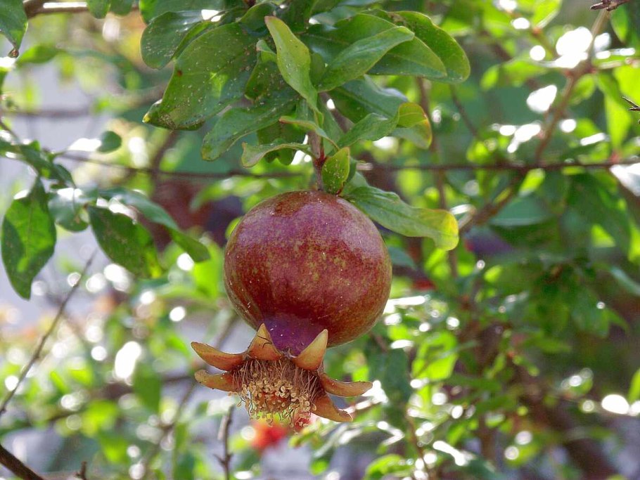 Гранат в субтропиках