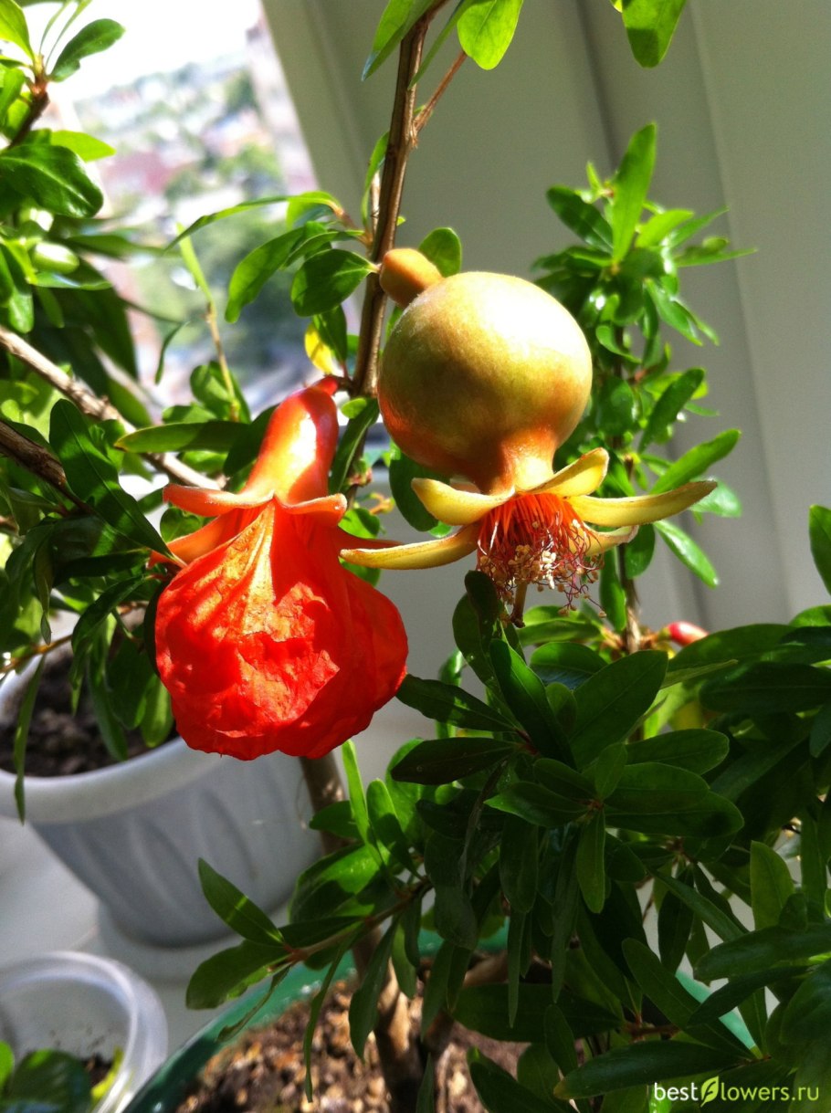 Гранат комнатный Карфаген