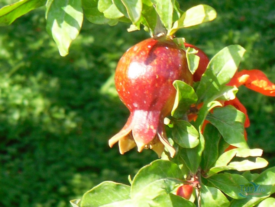 Комнатный гранат сорт Нана