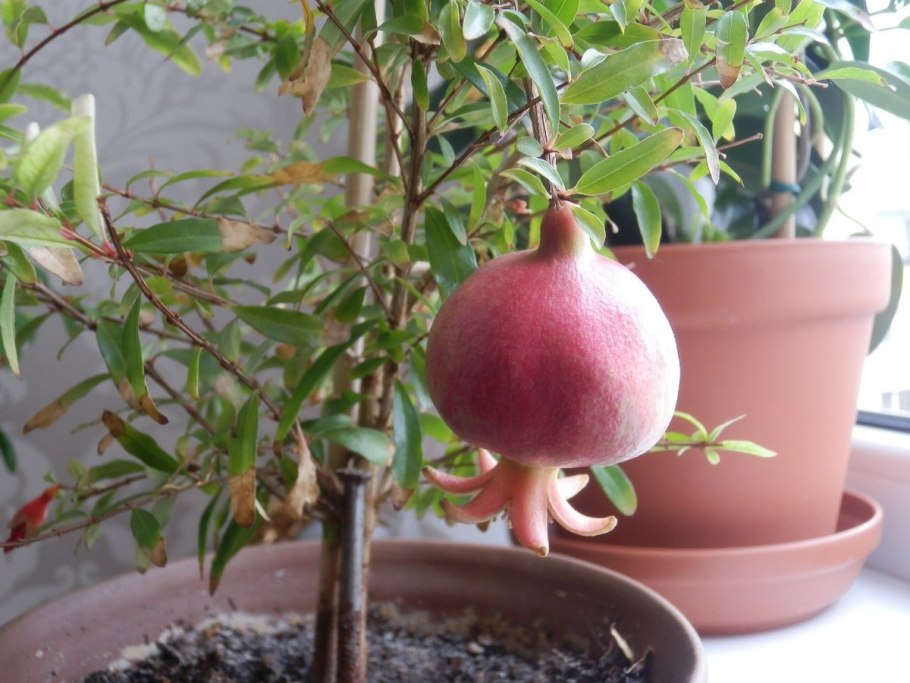 Гранат комнатный Punica granatum