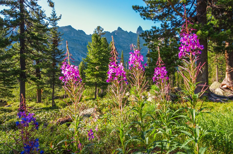 Мурманск Поляна Иван чай
