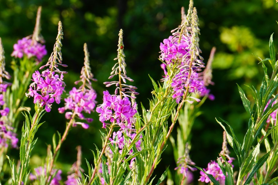 Иван-чай узколистный