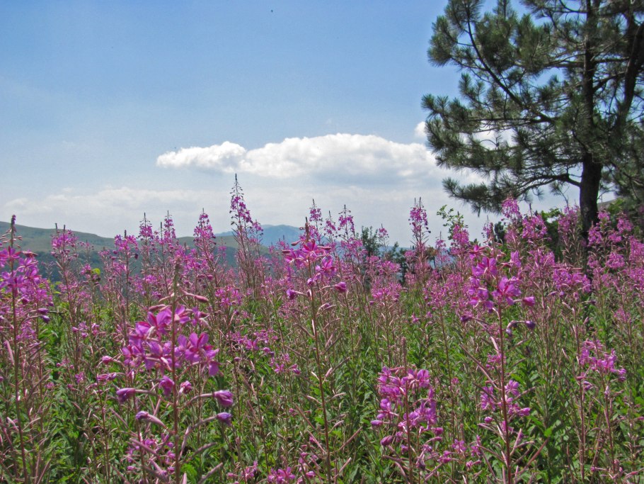 Кипрей Крымский