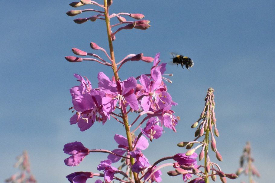 Кипрей широколистный