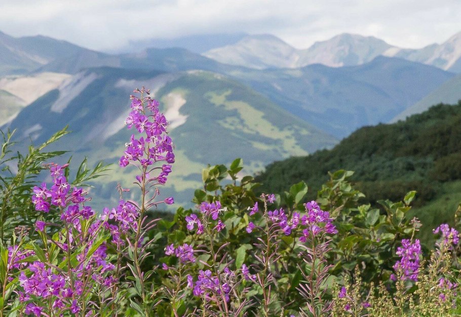Иван чай Мурманск