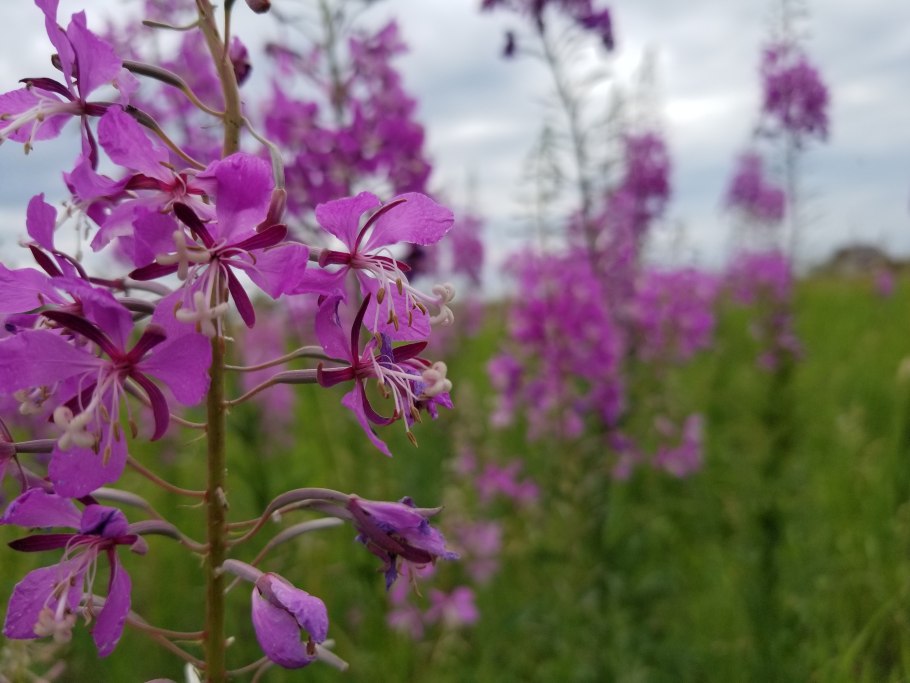 Иван-чай широколистный